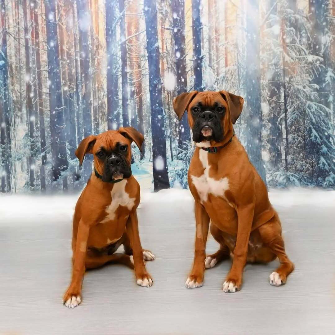 Beautiful Forest Snow Scene Christmas Backdrops GX-1069