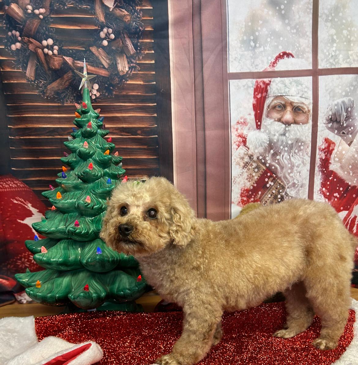 Santa Claus Outside Window Christmas Backdrop M7-07