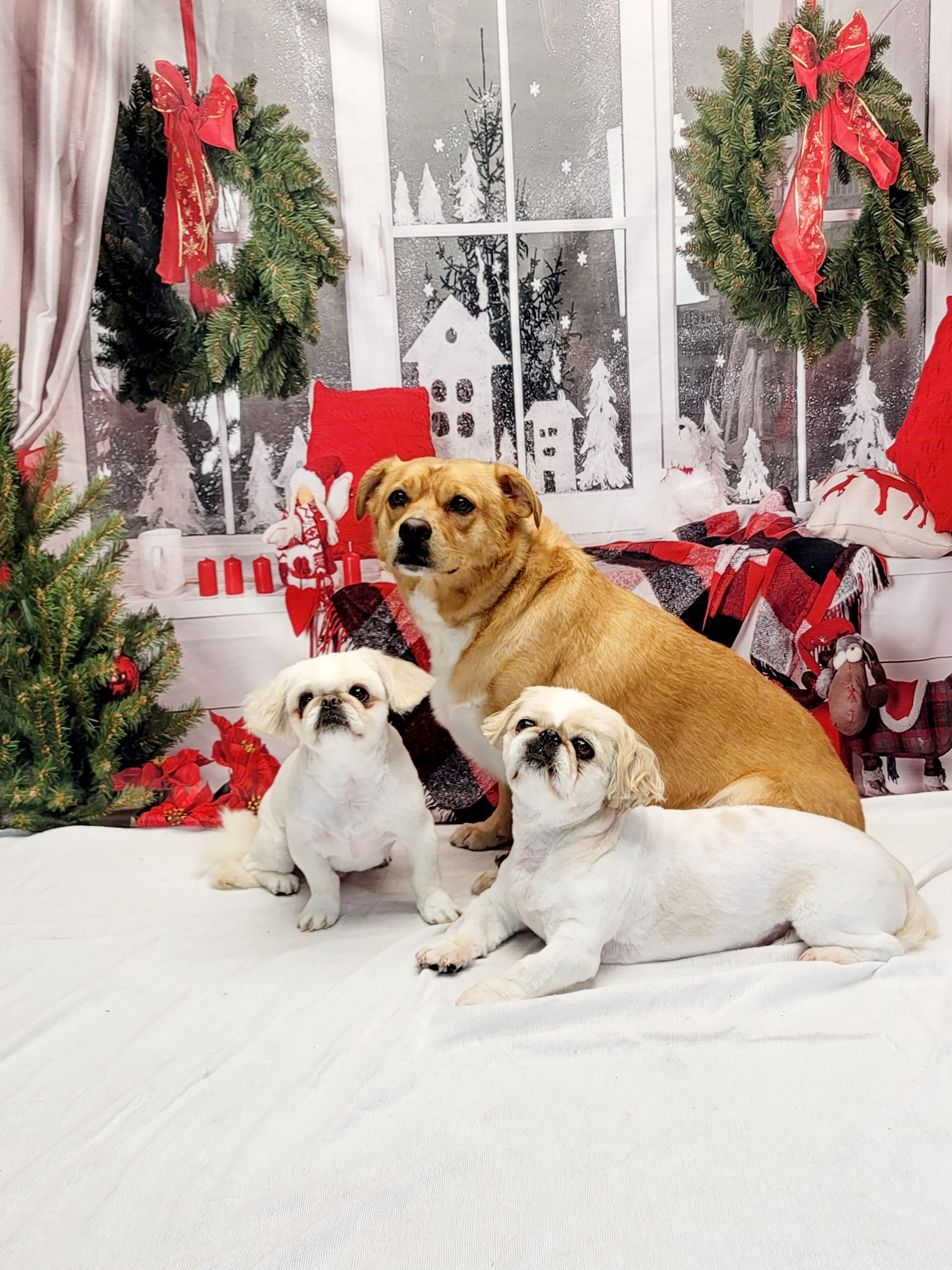 Christmas Decor Room Window Photography Backdrop DBD-H19180