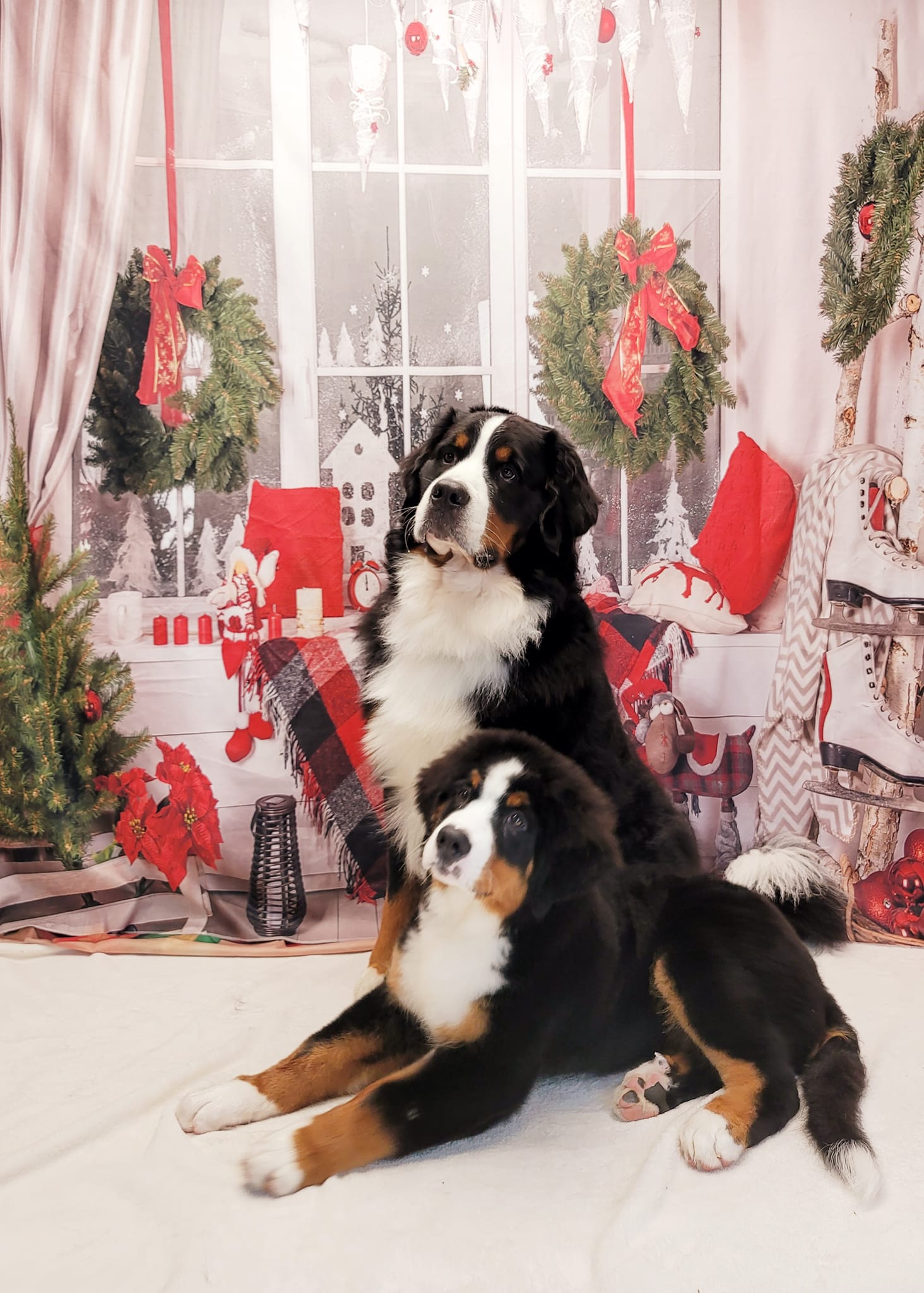 Christmas Decor Room Window Photography Backdrop DBD-H19180