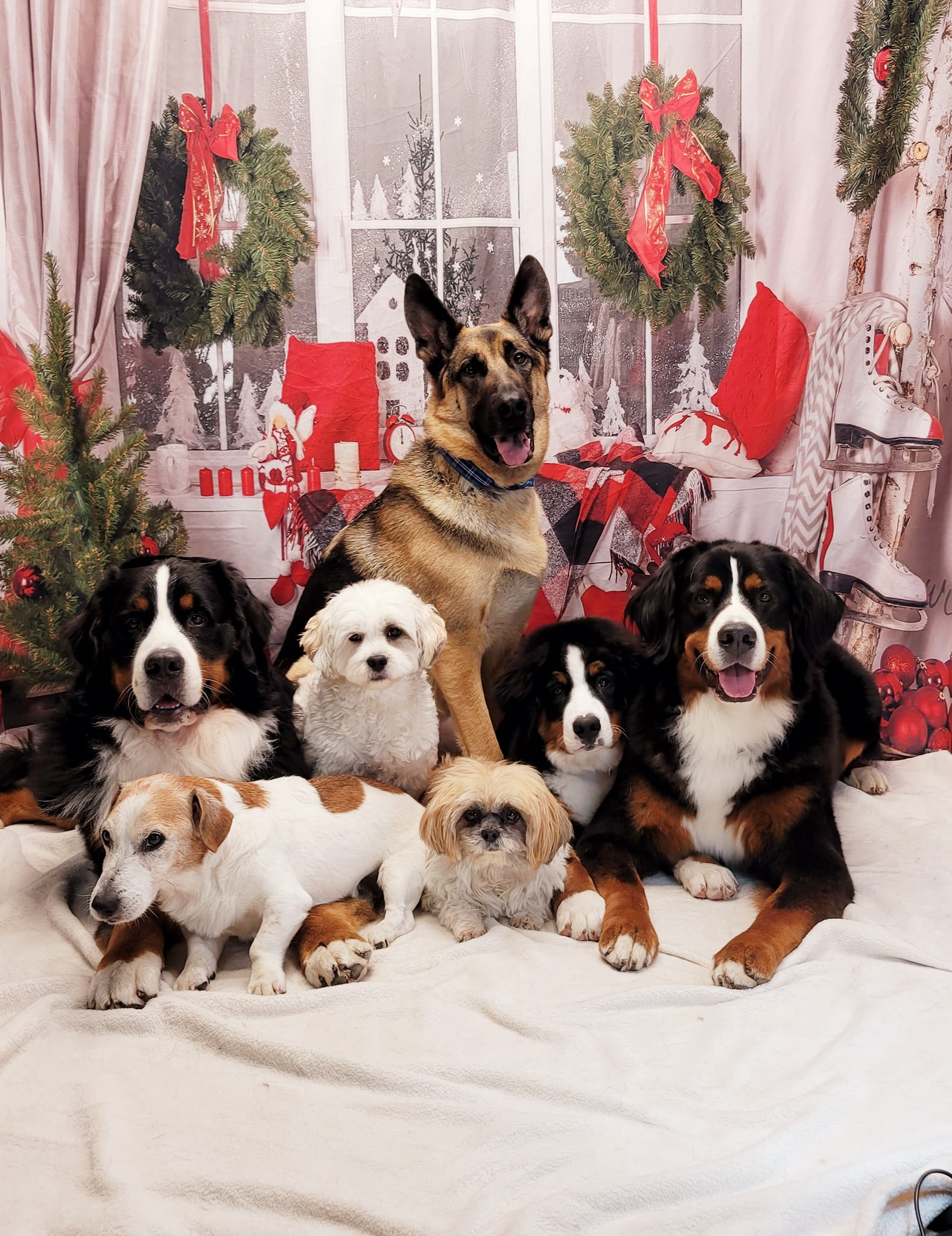 Christmas Decor Room Window Photography Backdrop DBD-H19180