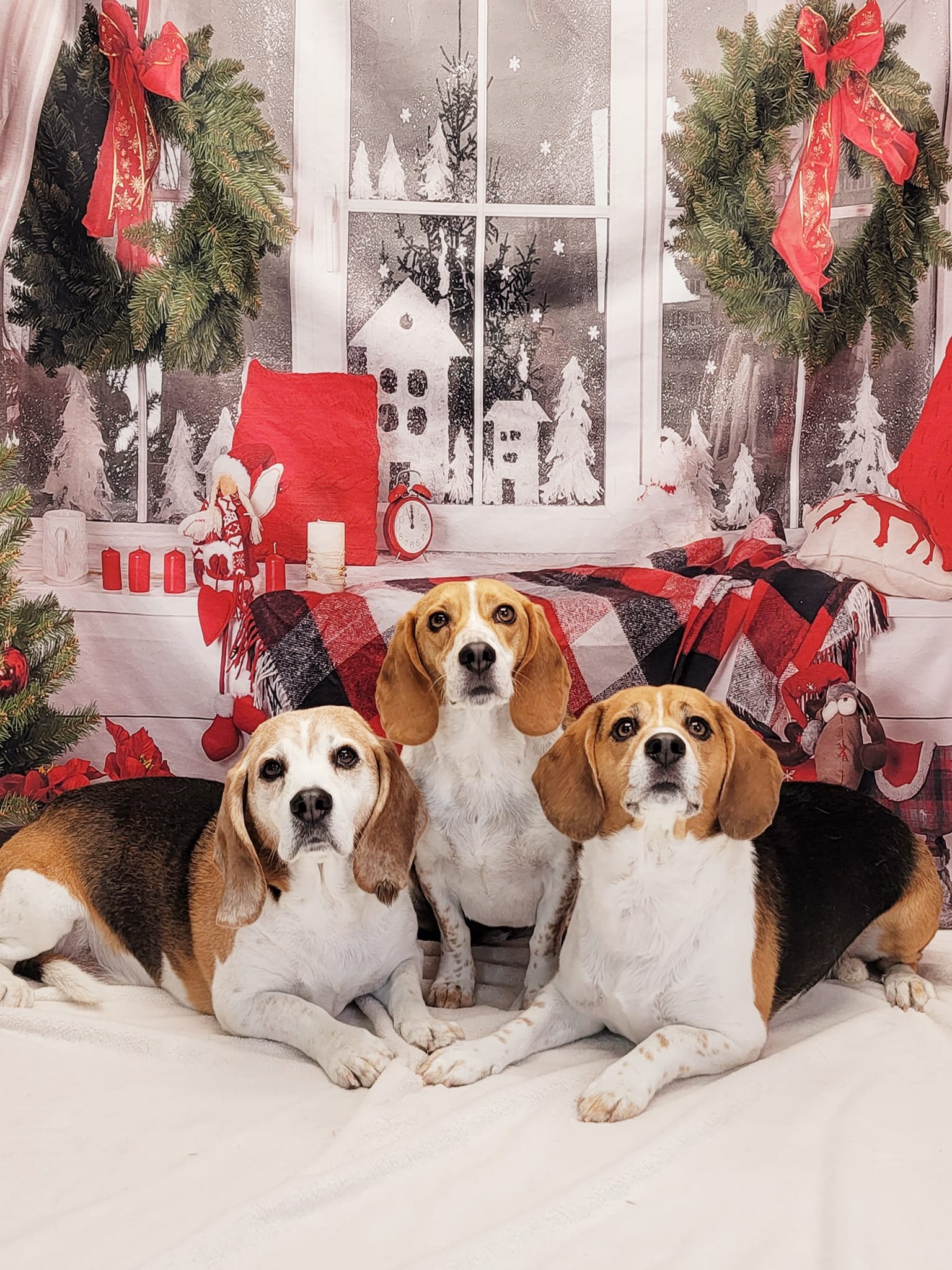 Christmas Decor Room Window Photography Backdrop DBD-H19180