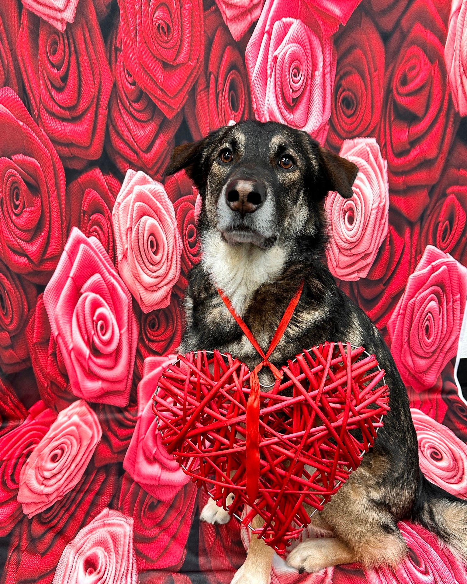 Red Rose Flower Backdrop for Photo Studio ZH-94