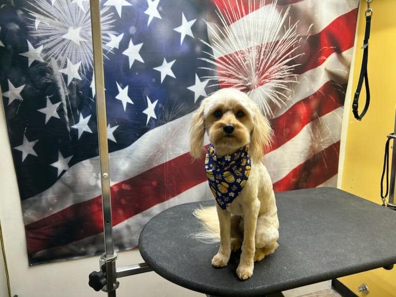 American Flag Patrotic July 4 Backdrop for Photography SH302