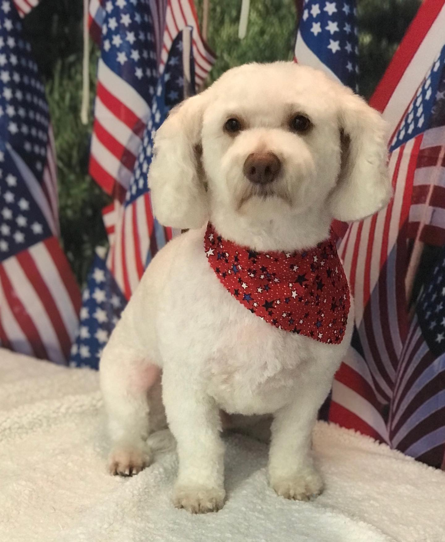 USA Flag Independence Day Patriotic Photo Studio Backdrop DLR-2