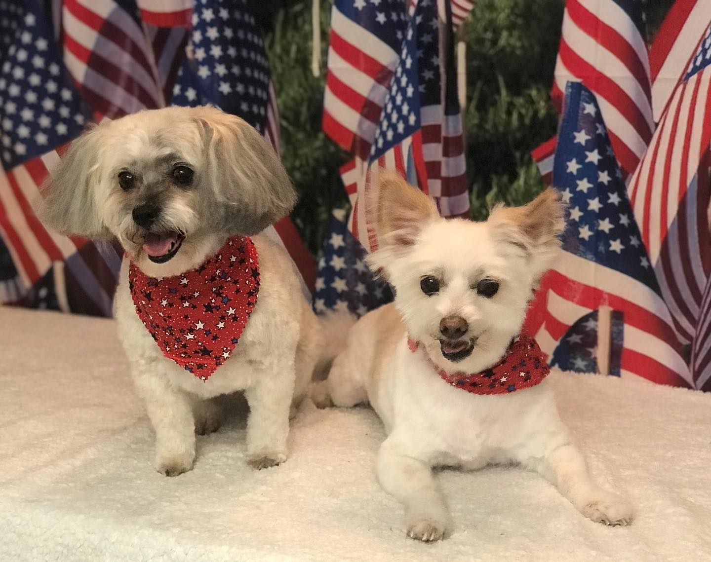 USA Flag Independence Day Patriotic Photo Studio Backdrop DLR-2