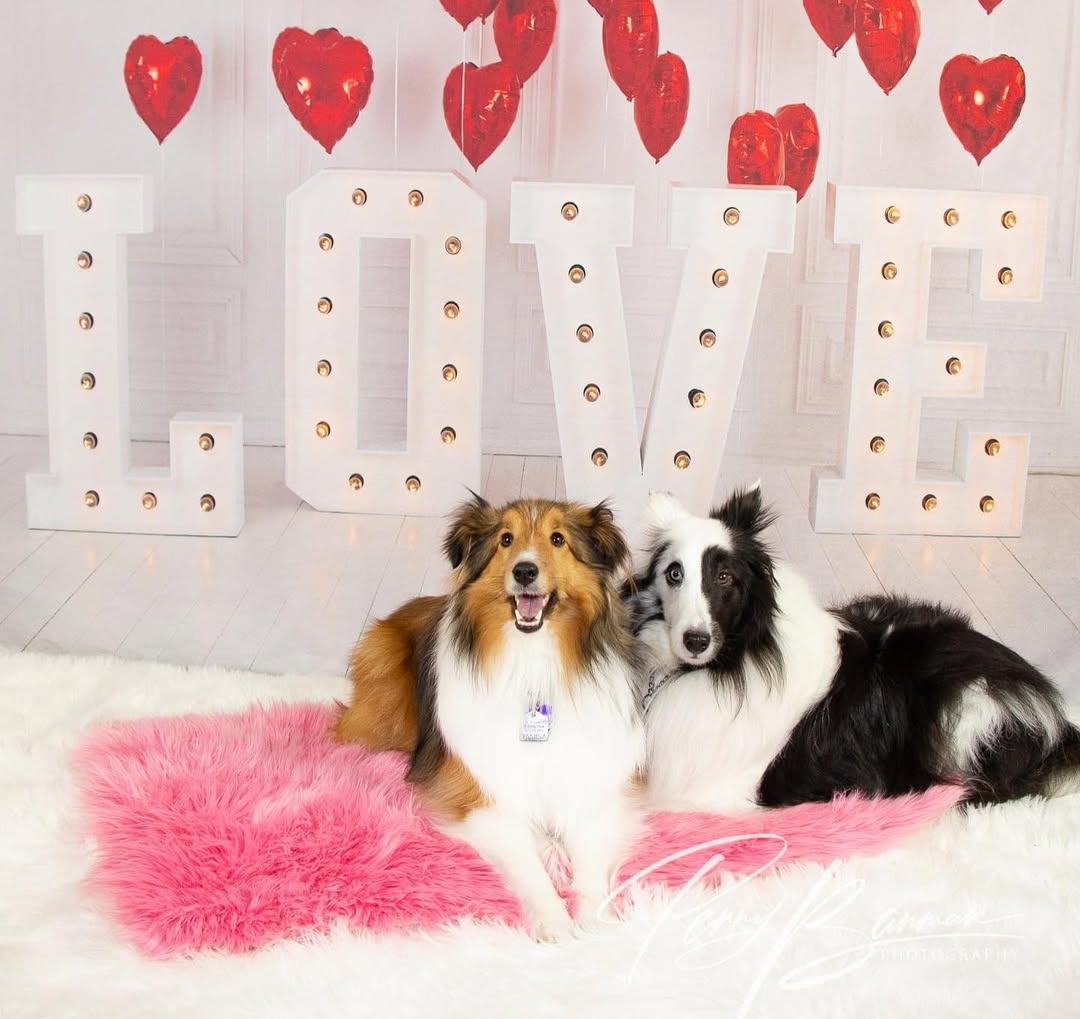 Valentine’s Day Red Heart Balloons LOVE Backdrop SH-856