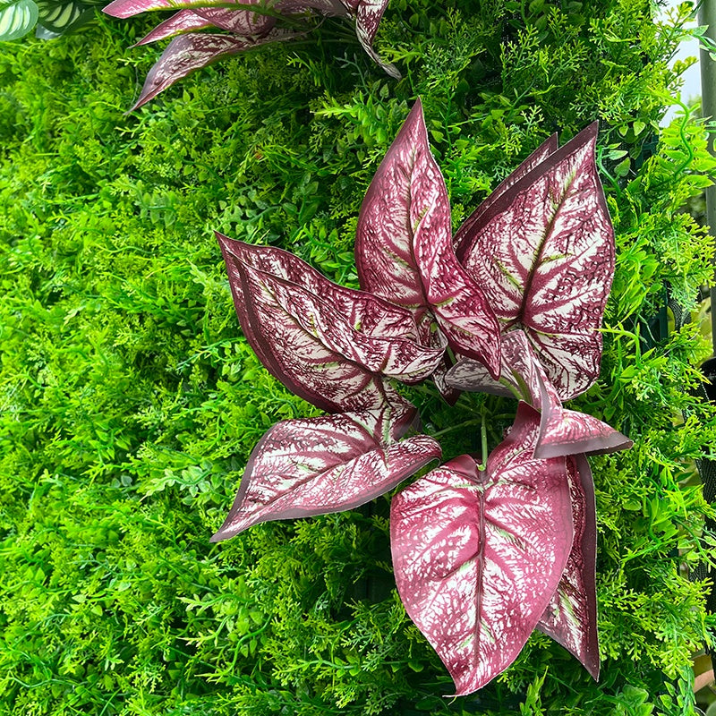 Close-up of a plant with pink and white leaves on a green background