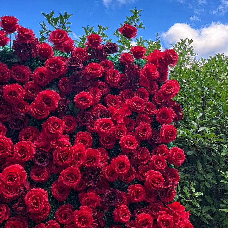 Wall of red roses with greenery against a blue sky