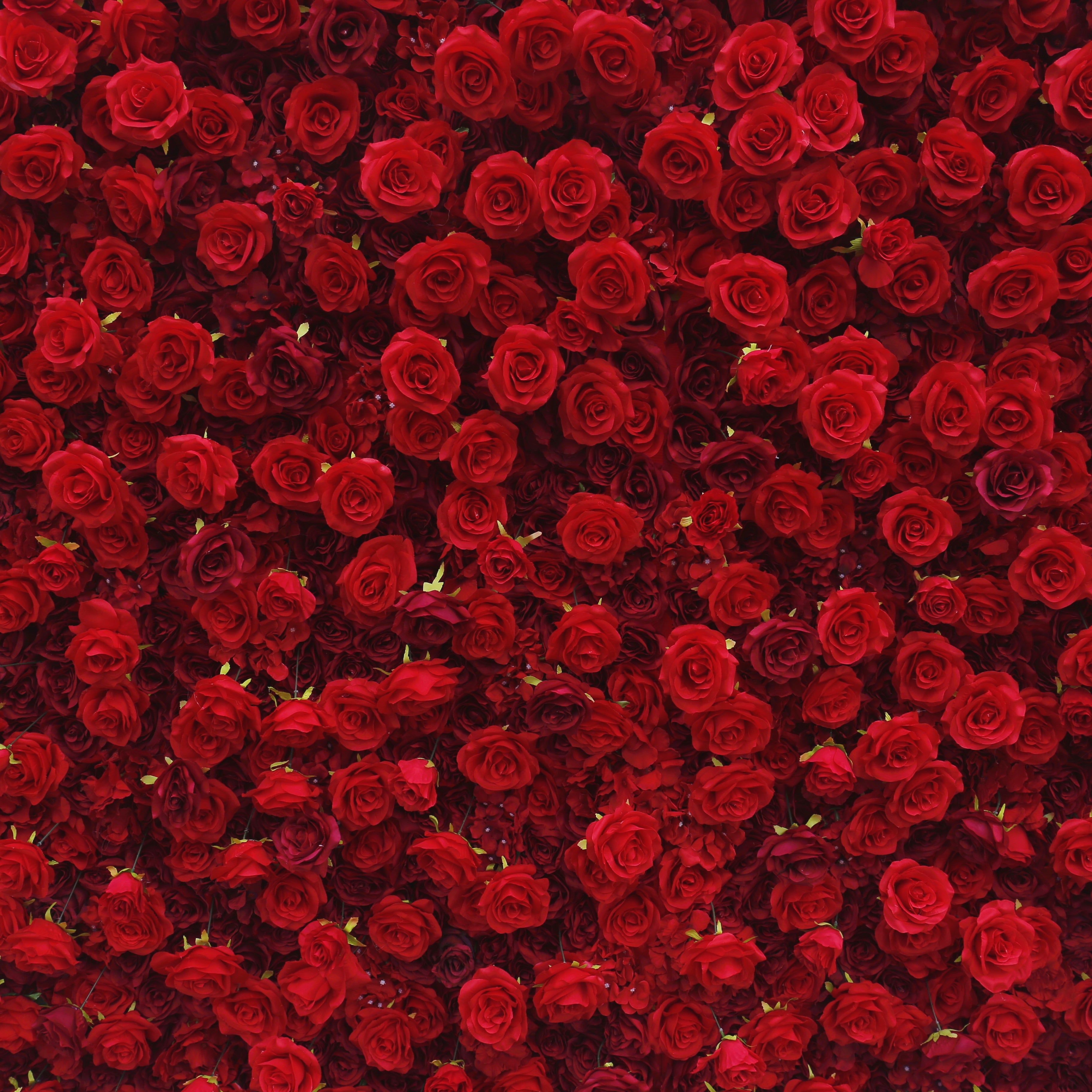 Full Red Fabric Roses Wedding Backdrop Roll Up Flower Wall ACFW-060