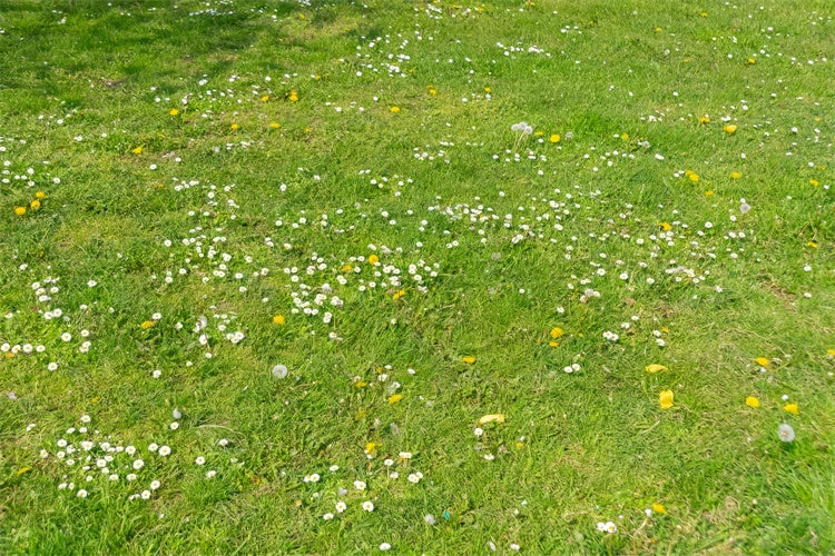 Backdrops And Floors Wildflower Green Grass Floor Backdrop BRP1-525