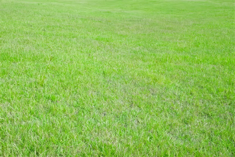 Photo Backdrop Floor Lively Green Grass Field Floor Backdrop BRP1-527