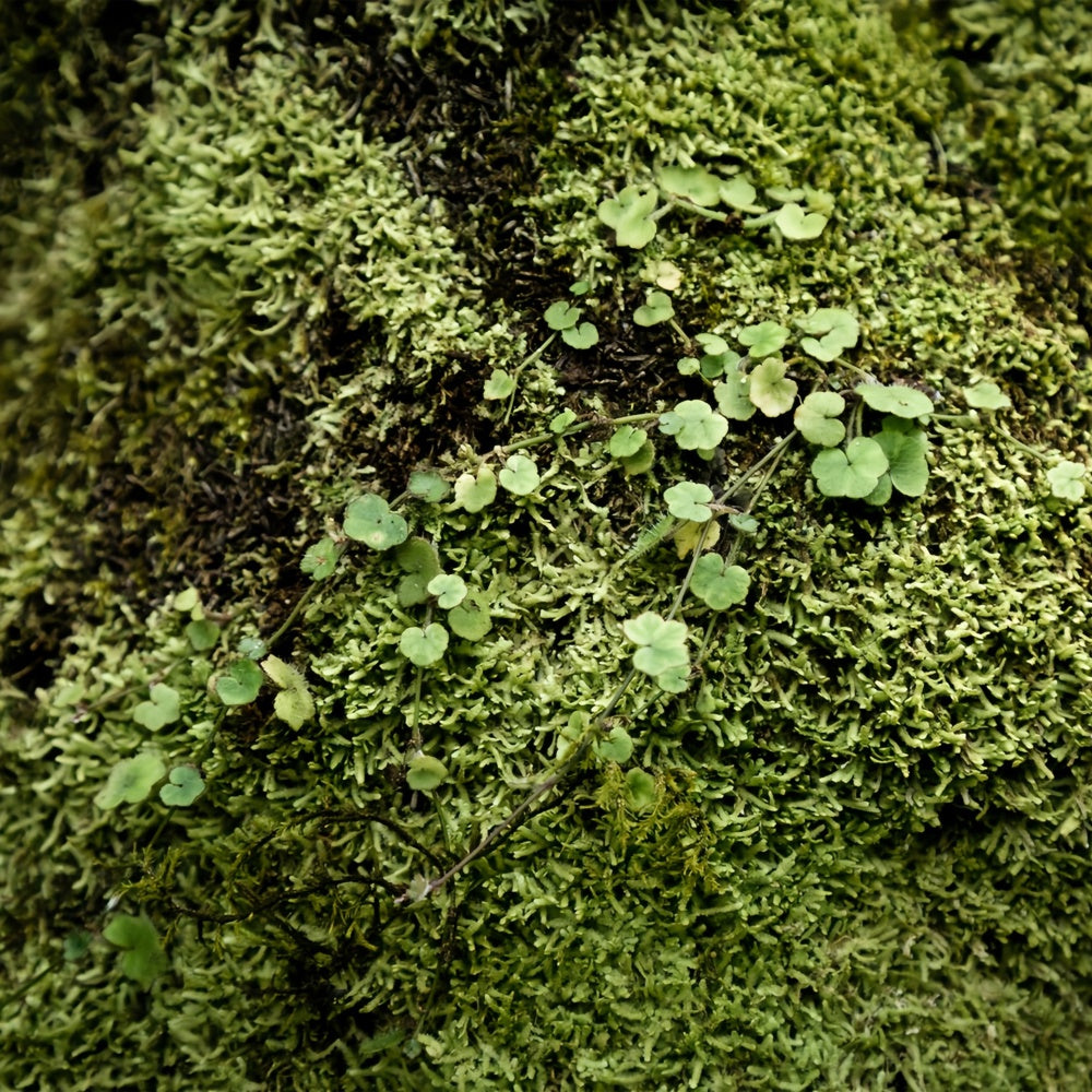 Photography Floor Backdrops Vibrant Green Moss Floor Backdrop BRP1-528