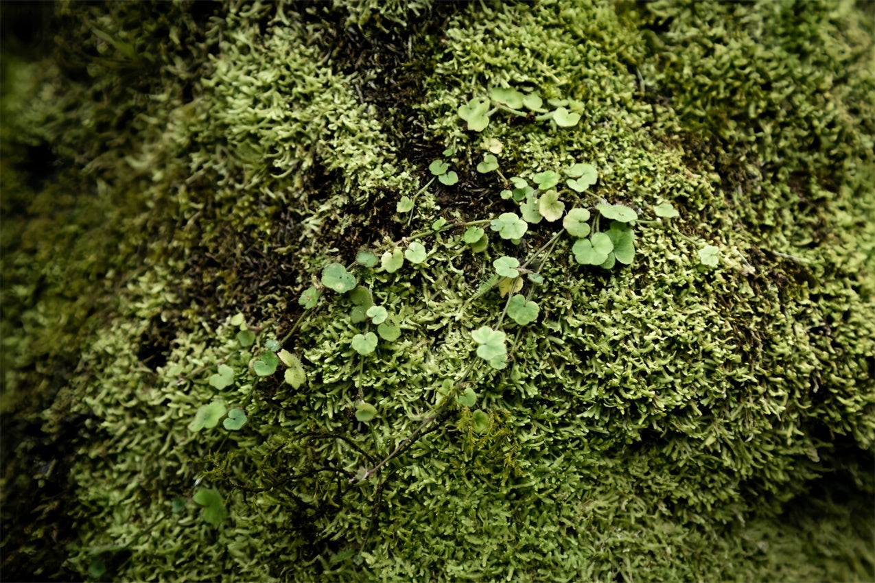 Photography Floor Backdrops Vibrant Green Moss Floor Backdrop BRP1-528