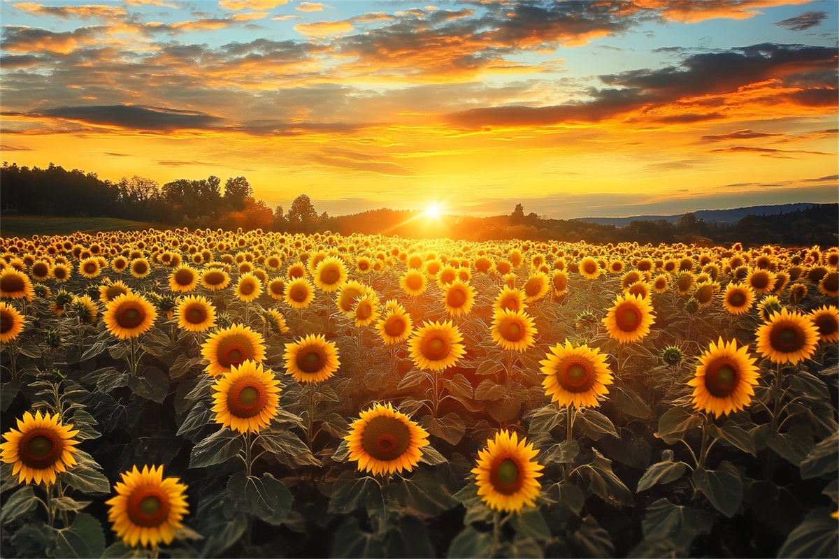 Sunset Photo Backdrop Fire Sky Sunflower Fall Backdrop BRP57-172