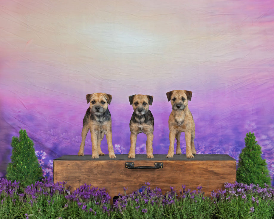 Lavender Field Purple Flowers Summer Photography Backdrop D790