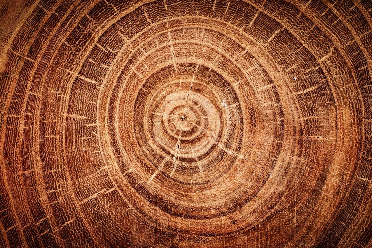 Real Wood Backdrop Tree Growth Rings Backdrop GQ4-132