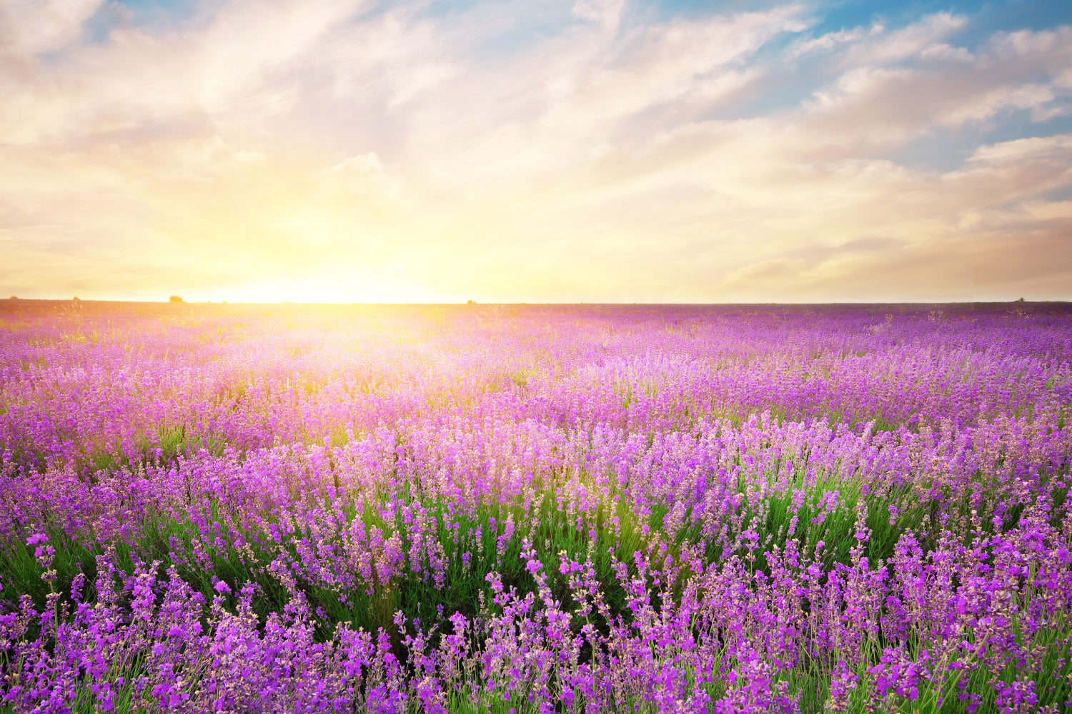 Lavender Backdrop Morning Bloom Floral Photography Backdrop GQ4-21