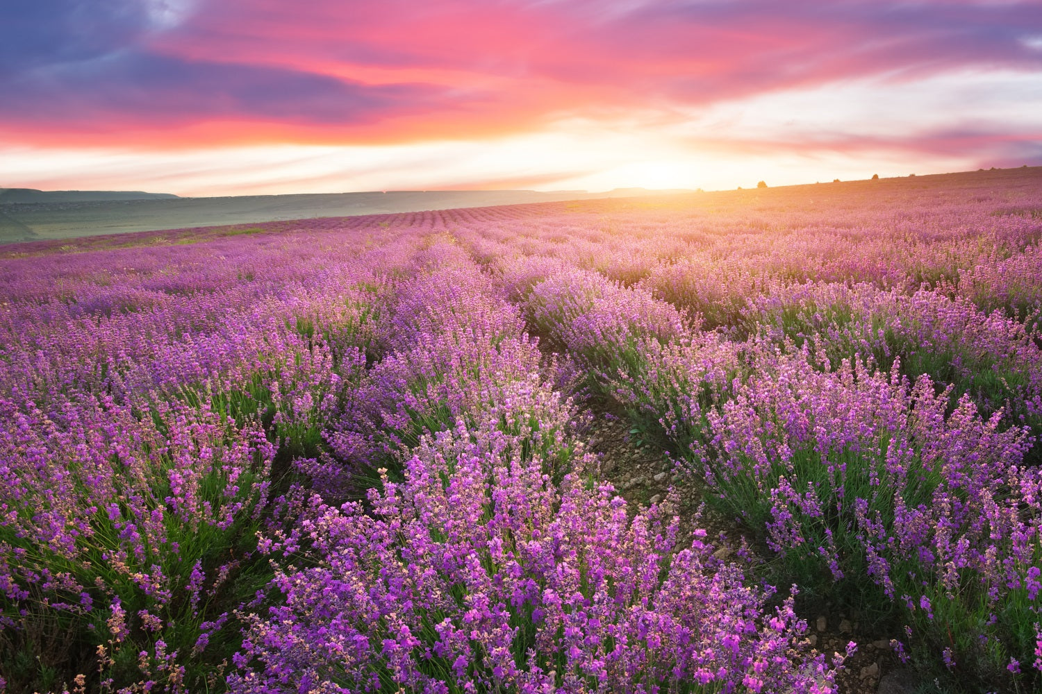 Purple Backdrop For Photography Sunset Lavender Rows Backdrop GQ4-22
