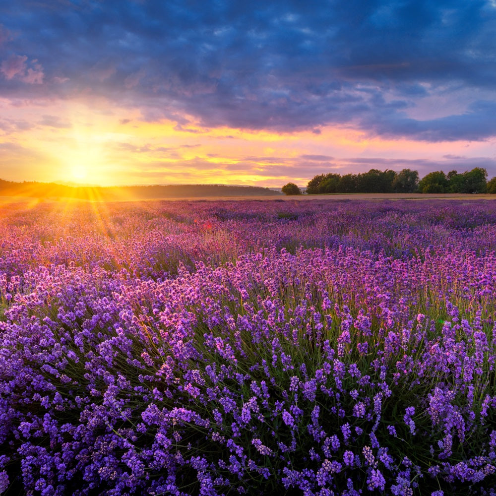 Lavender Photo Backdrop Twilight Purple Meadow Backdrop GQ4-24