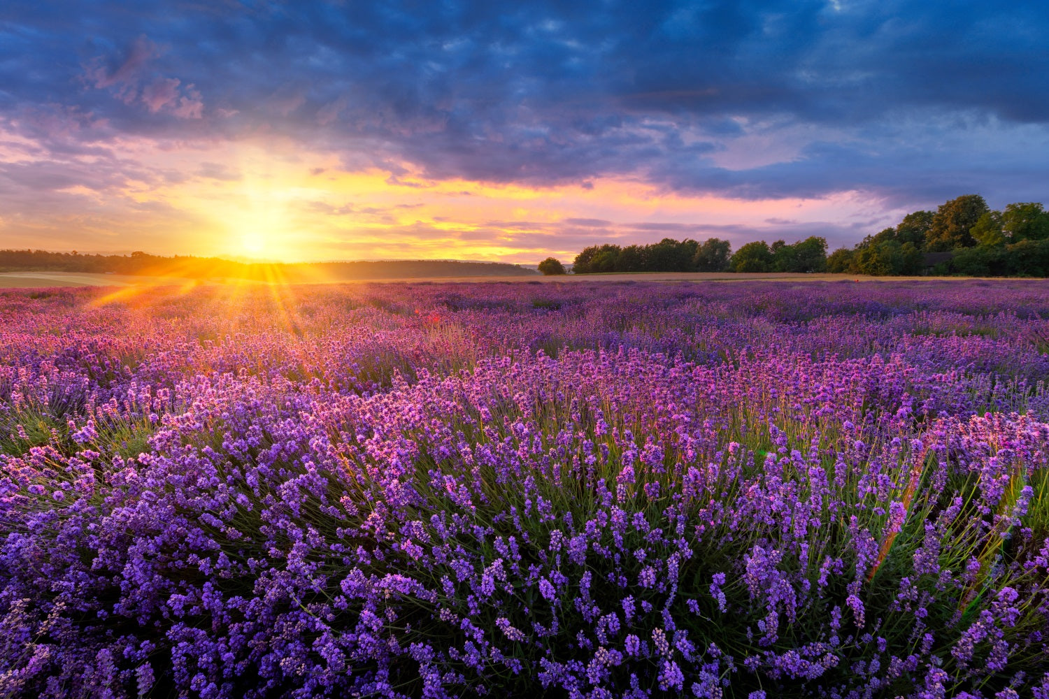 Lavender Photo Backdrop Twilight Purple Meadow Backdrop GQ4-24