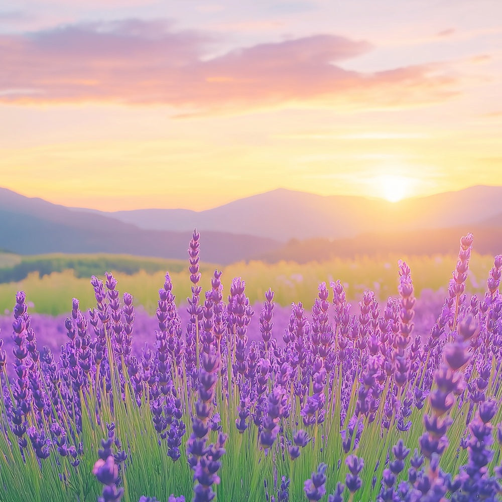 Purple Flower Backdrop Lavender Sunset Field Photography Backdrop GQ4-27