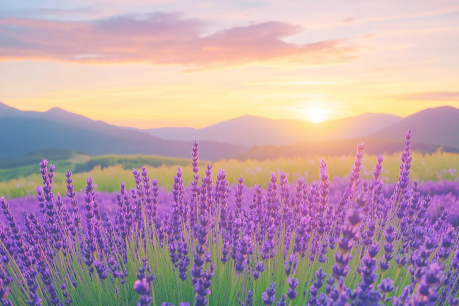 Purple Flower Backdrop Lavender Sunset Field Photography Backdrop GQ4-27