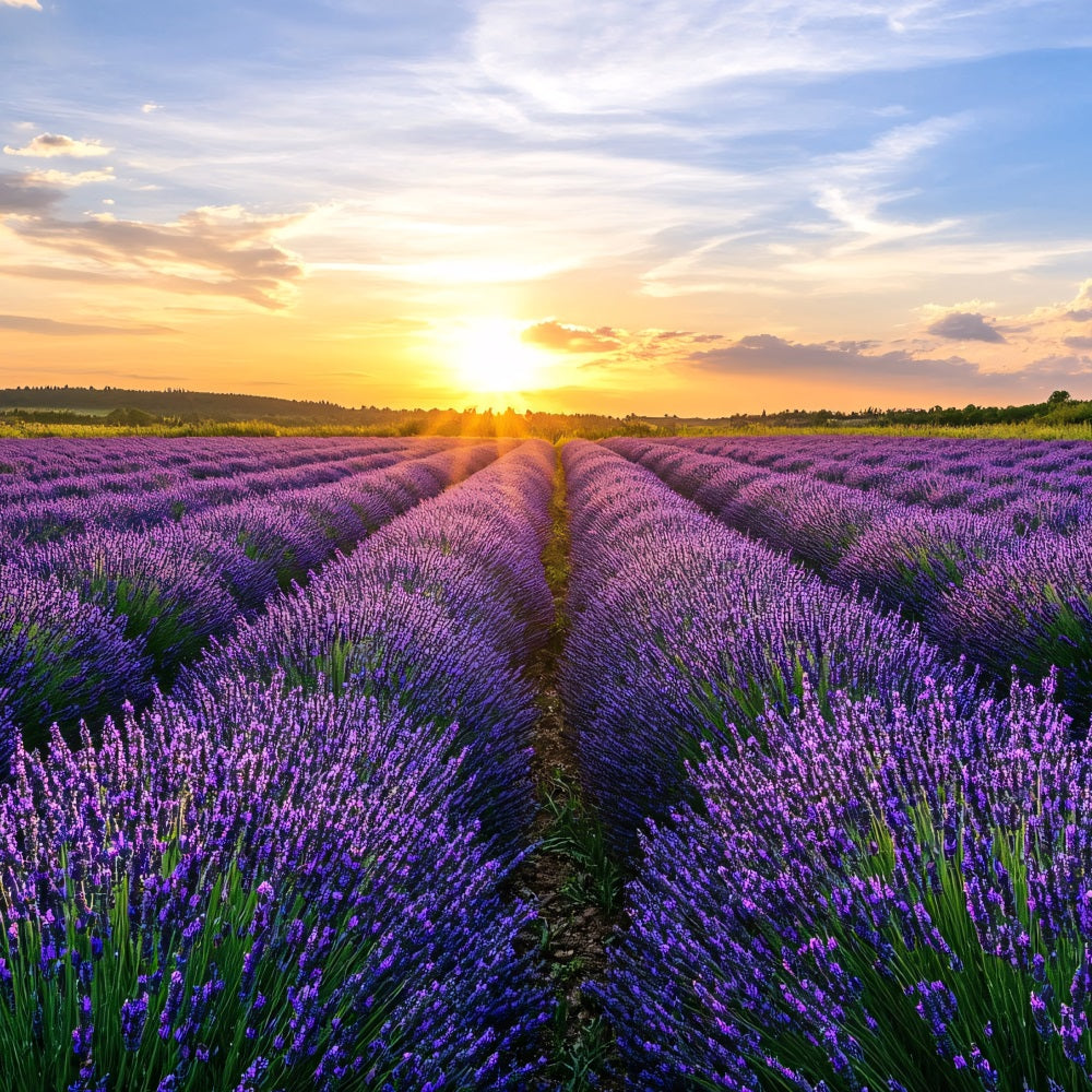 Purple Flowers Backdrop Blooming Lavender Horizon Photo Backdrop GQ4-29