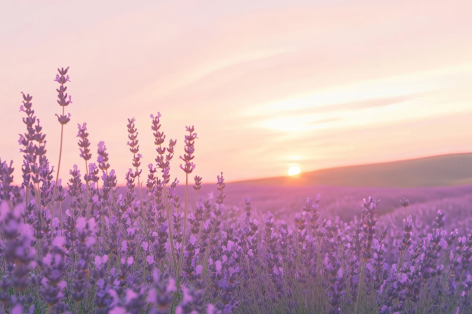 Lavender Photo Backdrop Sunset Floral Field Backdrop GQ4-32