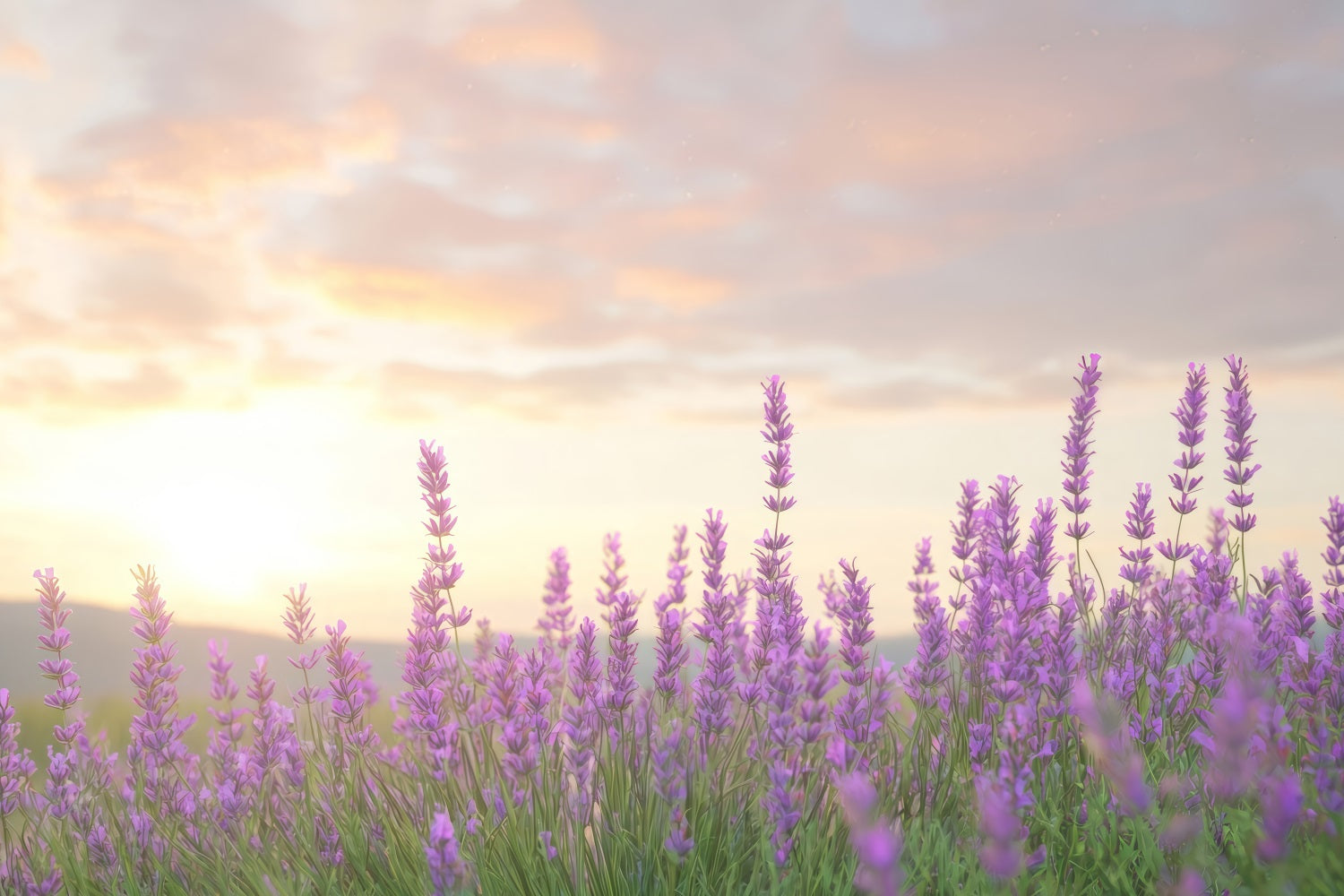 Lavender Backdrops Warm Glow Purple Flower Backdrop GQ4-33