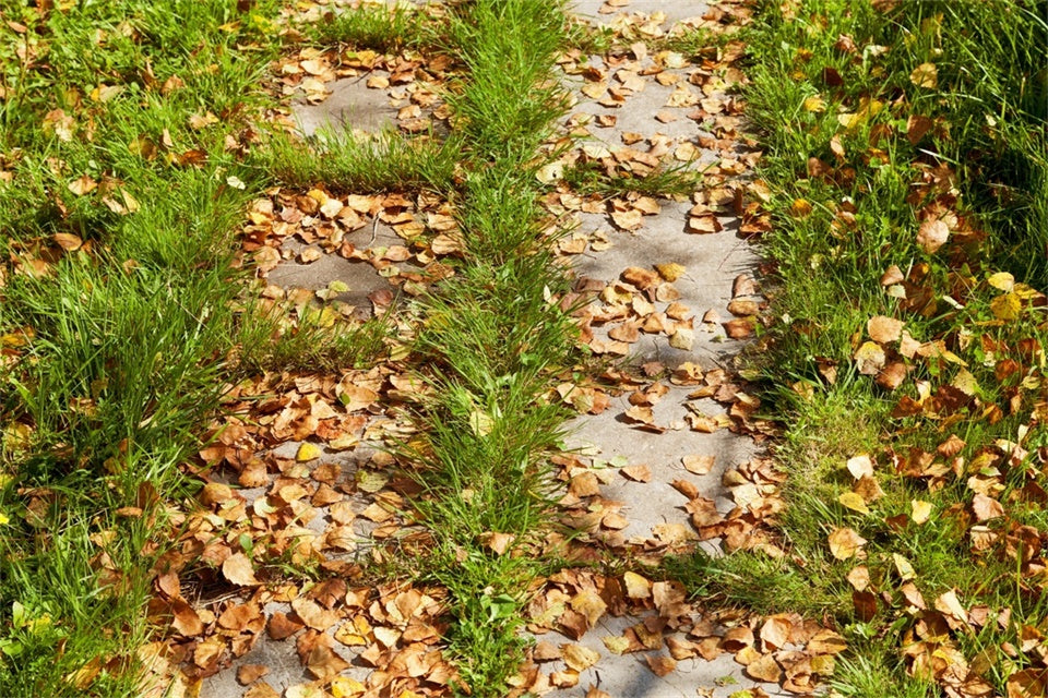 Photo Backdrop Floor Autumn Leaf Pathway Floor Backdrop TWW57-25